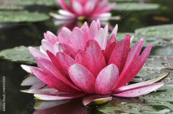 Obraz pink water lily
