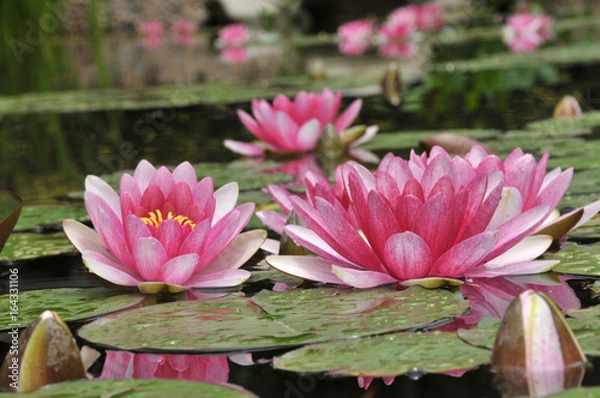 Obraz pink water lily