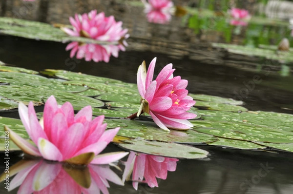 Obraz pink water lily