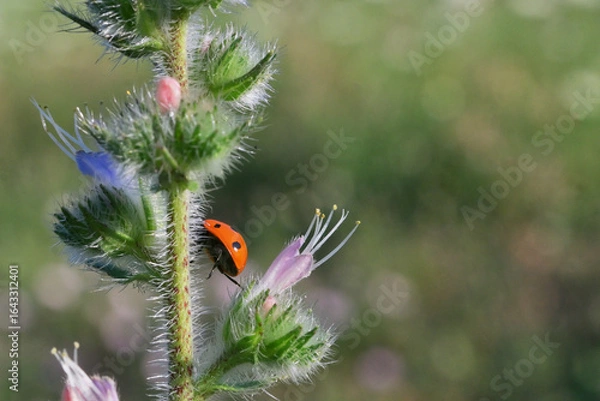 Obraz hidden ladybug on summer plant