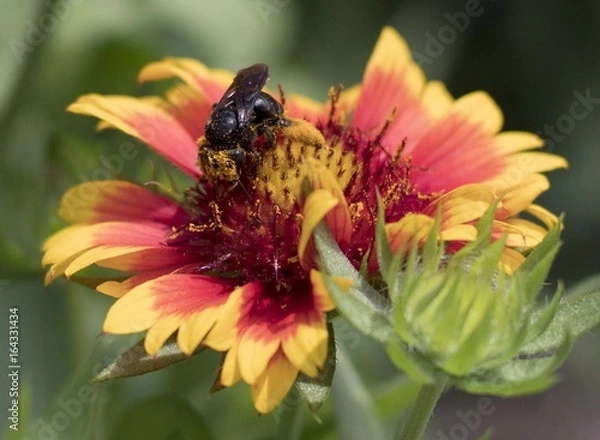 Obraz Bee Wearing Pollen Pants