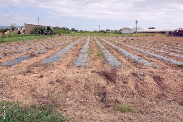 Fototapeta Furrows of freshly tilled and plastic-covered earth in an agricultural field. In the background, you can see greenhouses, trees, and a house.