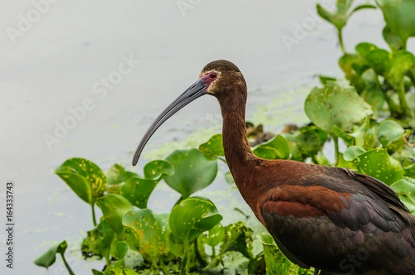 Obraz White-faced Ibis Profile