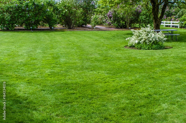 Obraz Green grass lawn and garden