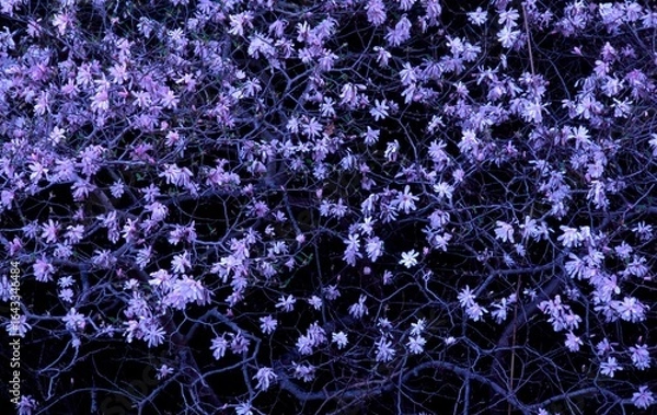 Obraz 日本のシデコブシ