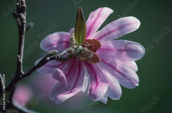 Obraz 日本のシデコブシ