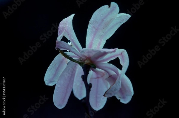 Fototapeta 日本のシデコブシ