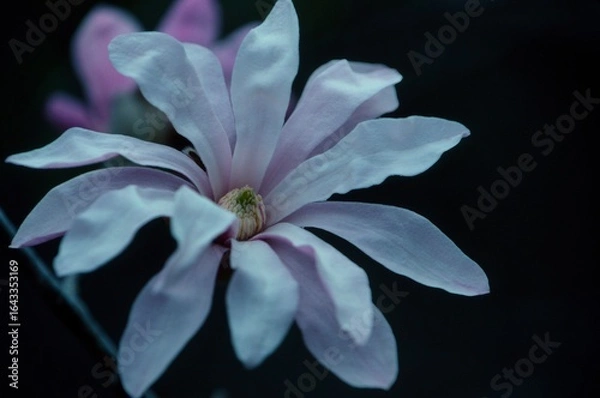 Obraz 日本のシデコブシ