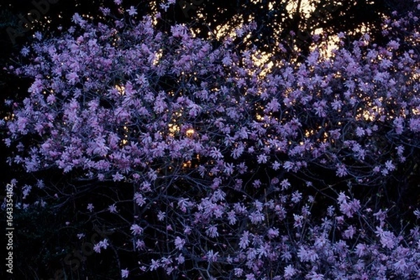 Obraz 日本のシデコブシ