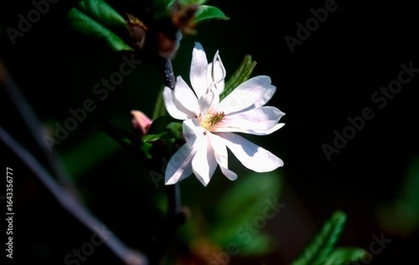 Fototapeta 日本のシデコブシ