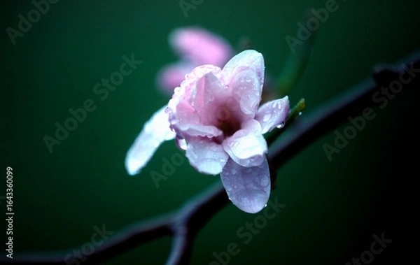 Obraz 日本のシデコブシ