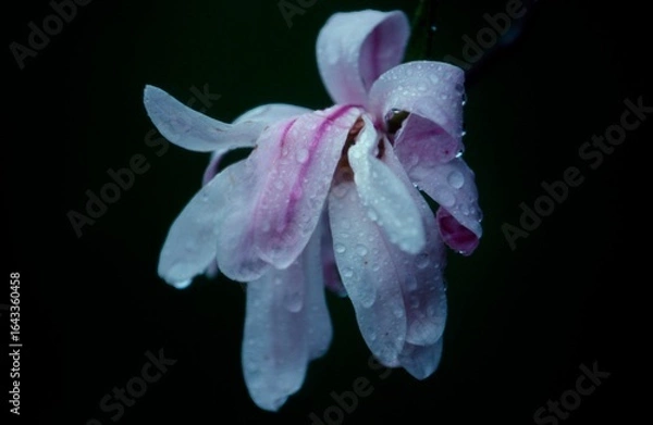 Fototapeta 日本のシデコブシ