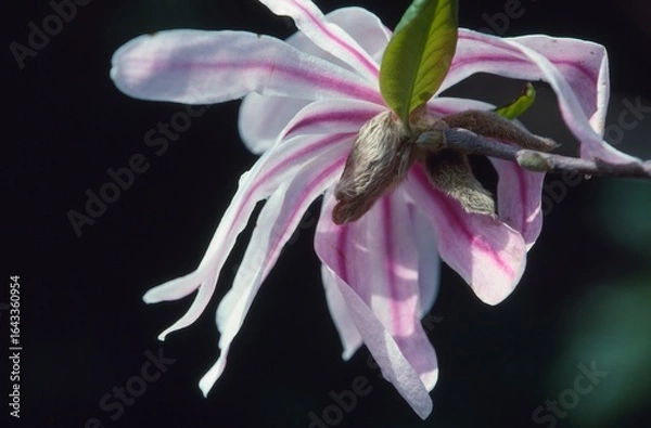 Fototapeta 日本のシデコブシ