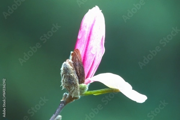 Fototapeta 日本のシデコブシ