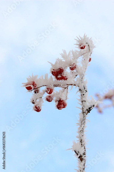Fototapeta Snow covered rowan berries with large crystals of frost against a blue sky