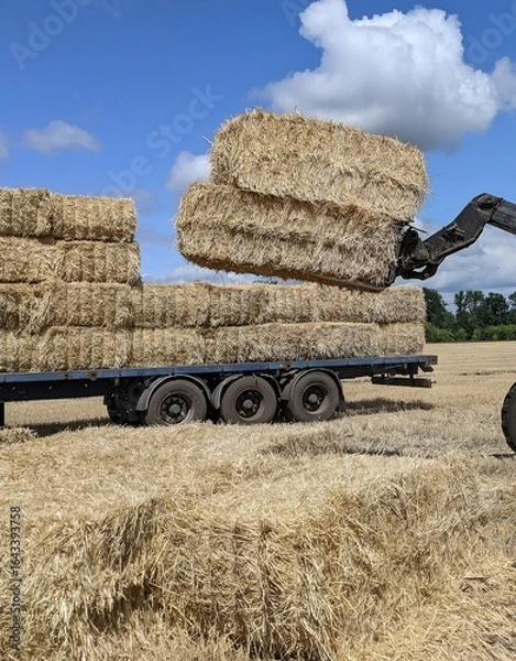Fototapeta Special equipment loads large bales of straw onto a trailer. Work in the field after the harvest under the summer sky. The photo shows an important stage of agricultural work