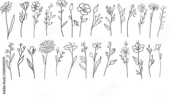 Fototapeta Hand drawn line art botanical leave elements. Floral vector illustration set for label, invitation, frame, logo.