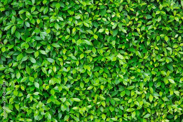 Obraz Green leaf Background