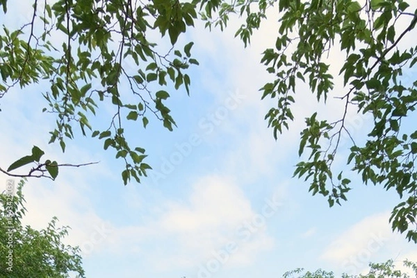 Fototapeta A close-up of leaves and tree branches at the top of the frame. The blue sky with faint clouds occupies the space.