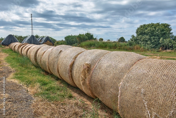 Fototapeta A long line of cylindrical hay bales stretches into the distance, with a rural dirt path and modern farm structures in the background.