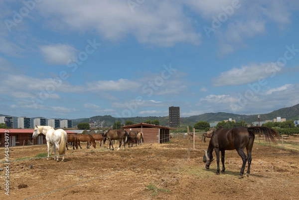 Fototapeta Contrast between a group of horses on a ranch and the silhouette of modern buildings in the background under the blue sky, illustrating the coexistence of rural and urban life.