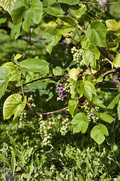 Obraz Green grapes on the vine