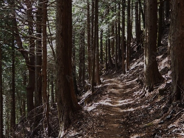 Obraz 三ツ峠の山道