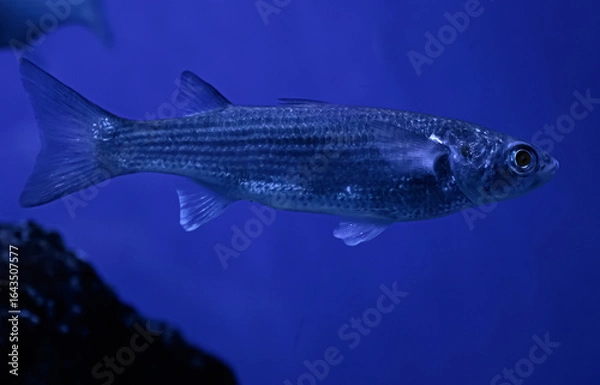 Obraz fish in aquarium