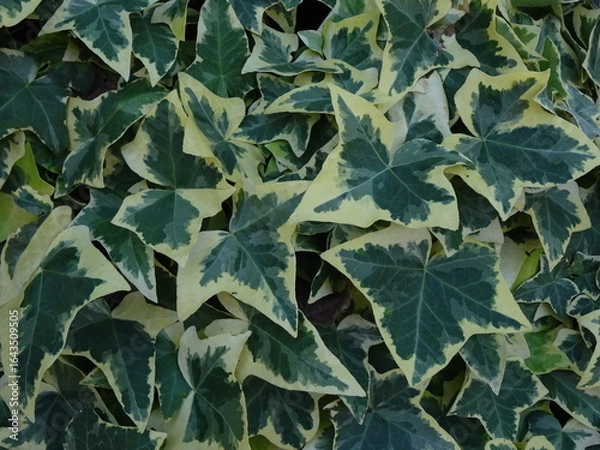 Fototapeta 斑入りアイビーの葉のテクスチャ