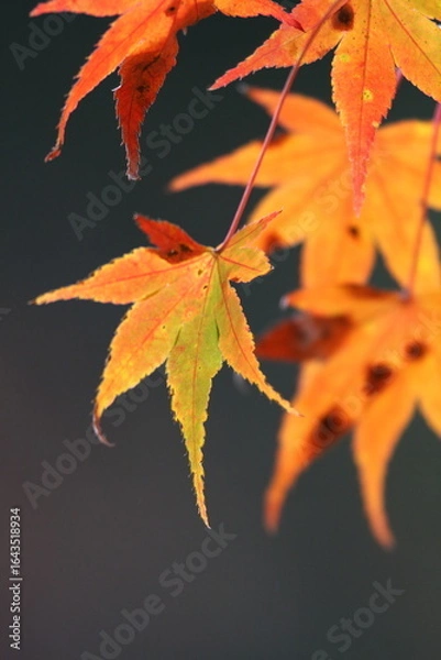 Fototapeta 真っ赤な紅葉