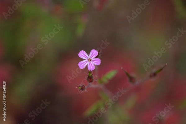 Fototapeta géranium pourpre et ses bourgeons,