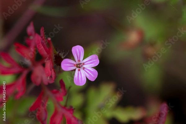 Fototapeta géranium pourpre