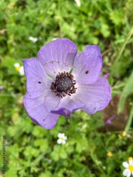 Fototapeta Kronen Anemone
