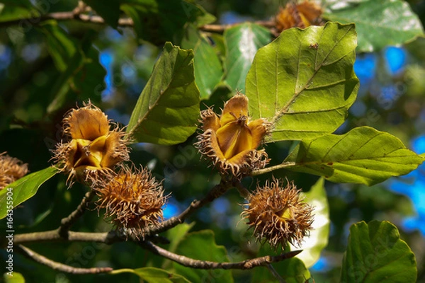 Fototapeta Buk (Fagus sylvatica) - gałąź z owocami