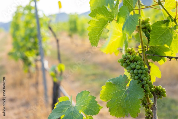 Fototapeta A close-up with copy space of lush green grapes hanging from a vine in a vineyard, showing the agricultural process of grape cultivation and wine production for rural farming and journey.