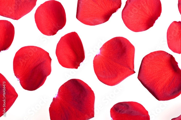 Obraz Red rose petals on white.