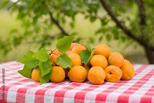 Obraz A lot of apricots on a table with a tablecloth in a red and white cage in the garden