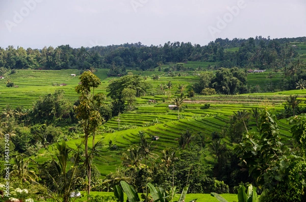 Obraz BALI nature RICE FIELDS 02