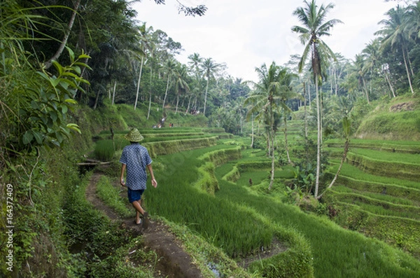 Obraz BALI nature RICE FIELDS 01