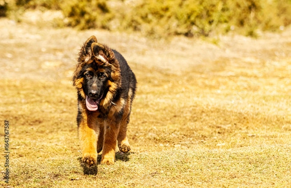 Fototapeta Golden Stride