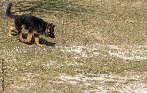 Fototapeta Curious Scout