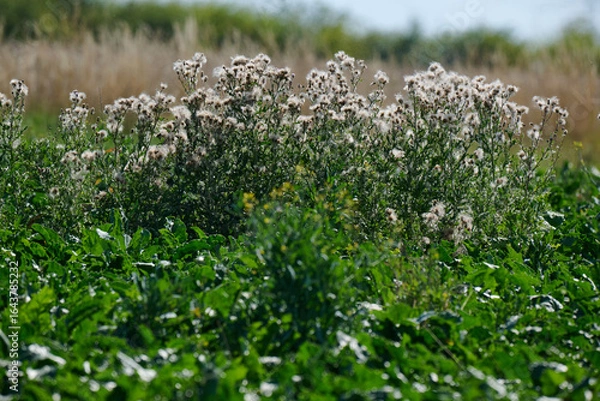 Fototapeta Blumenwiese