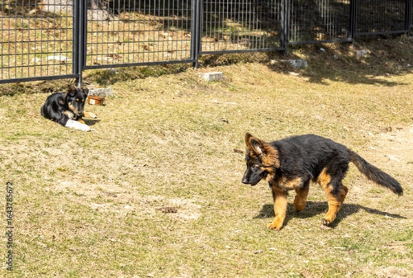 Fototapeta Shepherd Puppy