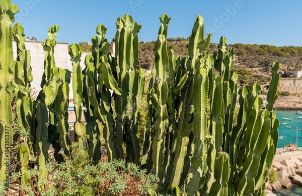 Fototapeta A cluster of African cacti growing in a rocky area near the Mediterranean Sea on the island of Levanzo, Sicily.