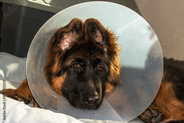 Fototapeta Resting Shepherd Puppy Wearing Recovery Cone