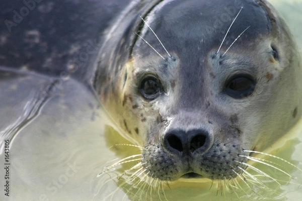 Fototapeta young seal face