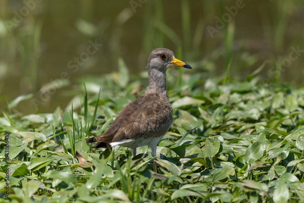 Obraz 水草の上に立つケリ