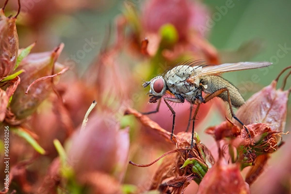 Obraz Brachfliege ( Delia coarctata ).