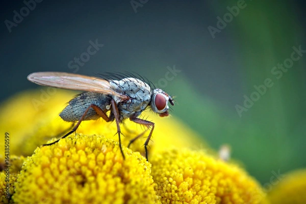 Obraz Brachfliege ( Delia coarctata ).