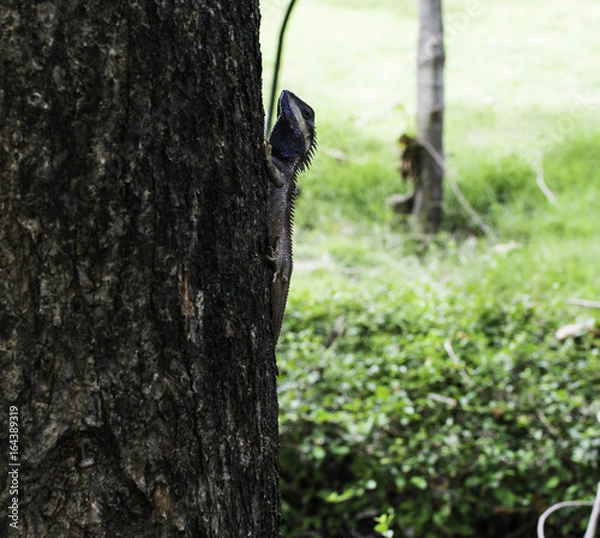 Fototapeta Chameleon hold on the tree for animal concept.